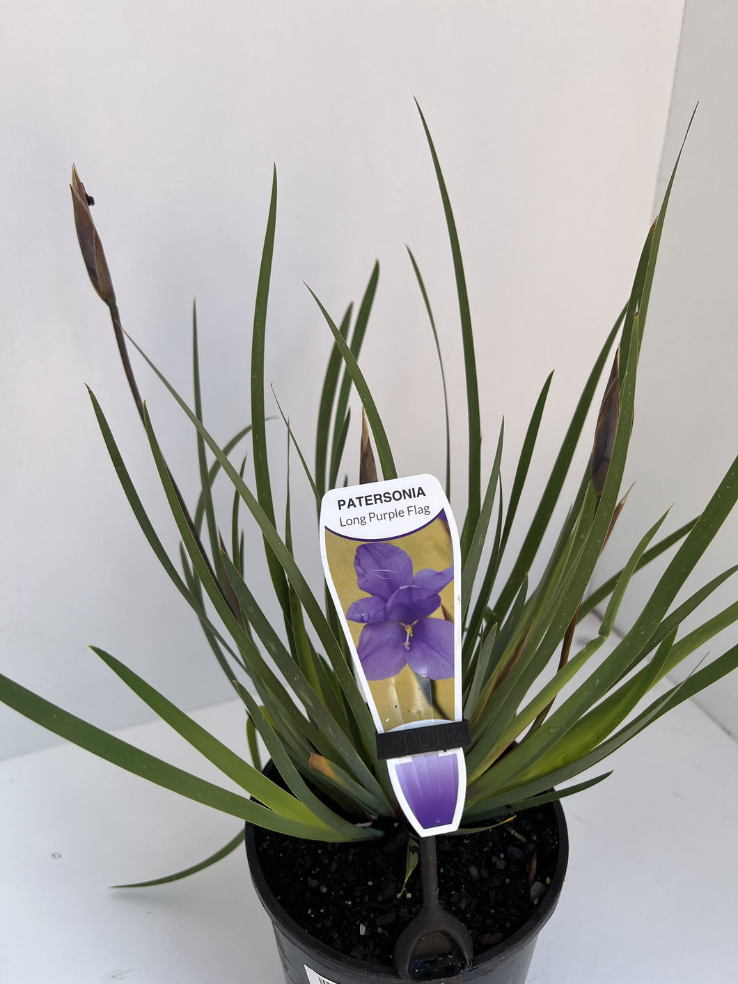 Patersonia occidentalis purple