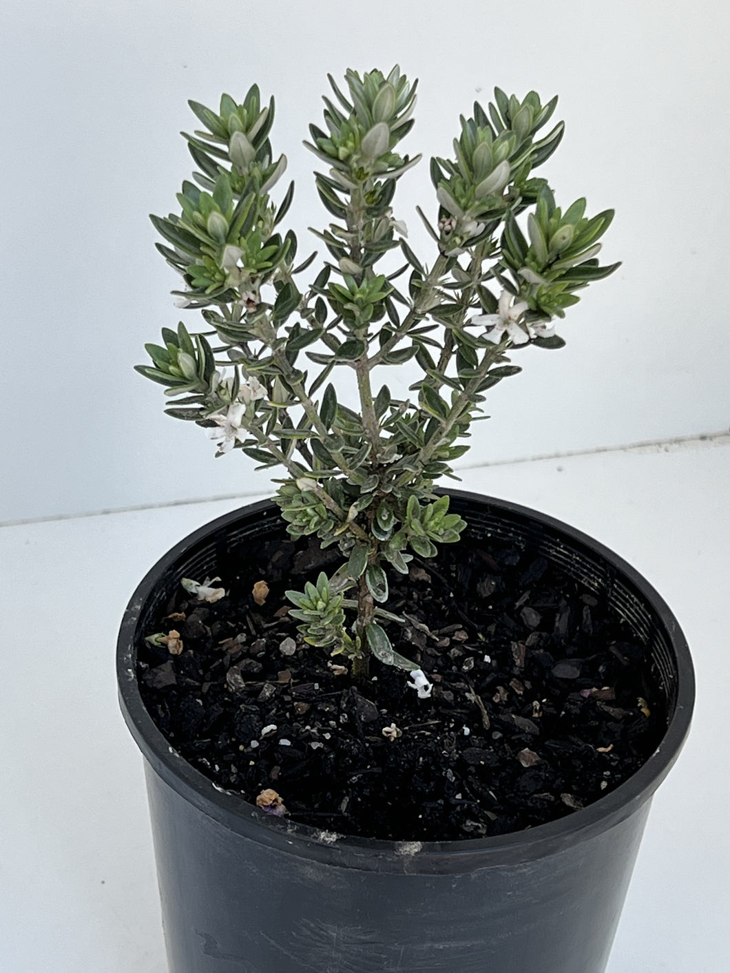 Westringia fruticosa 'Grey Box'