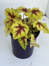 Load image into Gallery viewer, Heucherella &#39;Catching Fire&#39;
