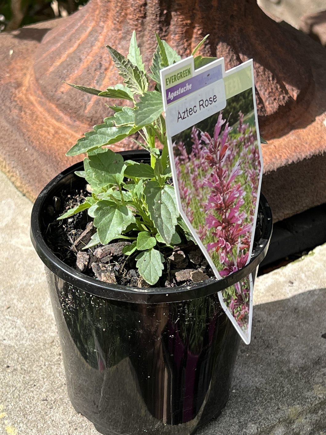 Agastache mexicana 'Aztec Rose'