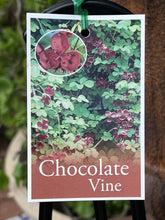 Load image into Gallery viewer, Akebia quinata &#39;Chocolate Vine&#39;
