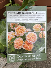 Load image into Gallery viewer, Rose &#39;The Lady Gardener&#39;
