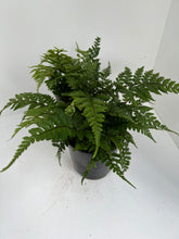 Load image into Gallery viewer, Athyrium otophorum &#39;Eared Lady&#39;
