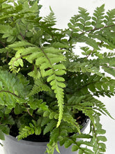 Load image into Gallery viewer, Athyrium otophorum &#39;Eared Lady&#39;
