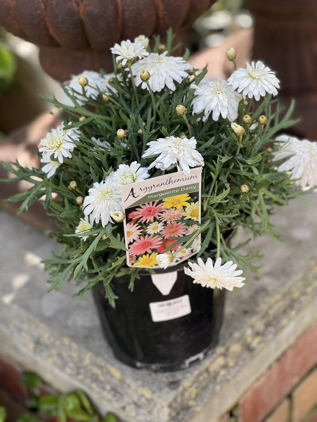 Argyranthemum sp, 'Marguerite Daisy' White