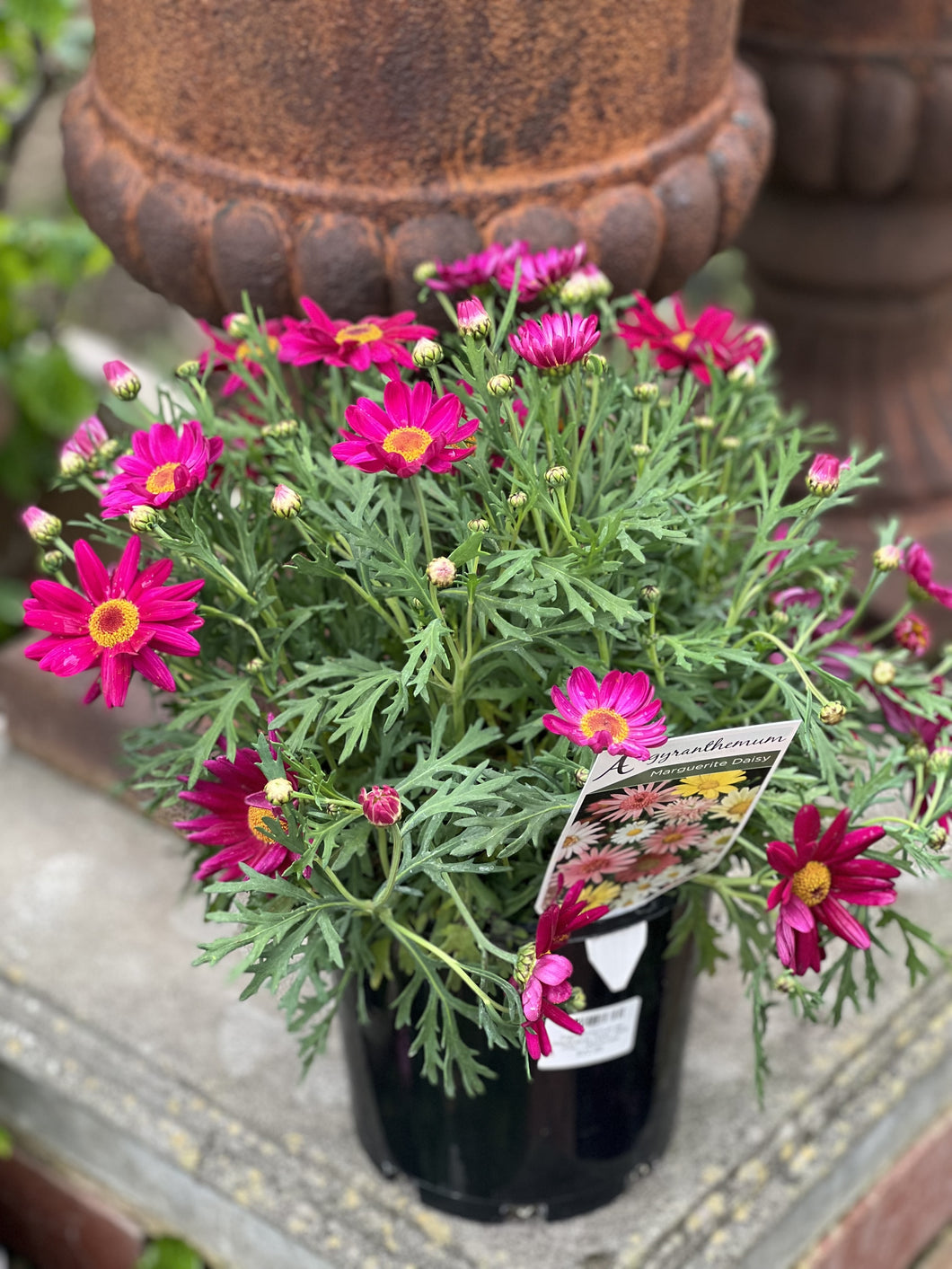Argyranthemum sp, 'Marguerite Daisy' Dark Pink