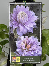 Load image into Gallery viewer, Clematis &#39;Belle of Woking&#39;
