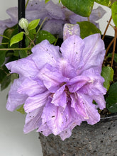 Load image into Gallery viewer, Clematis &#39;Countess of Lovelace&#39;
