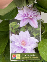 Load image into Gallery viewer, Clematis &#39;Countess of Lovelace&#39;
