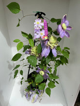 Load image into Gallery viewer, Clematis &#39;Blue Light&#39;
