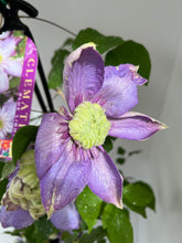 Load image into Gallery viewer, Clematis &#39;Blue Light&#39;
