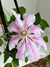 Load image into Gallery viewer, Clematis &#39;Fairy Queen&#39;
