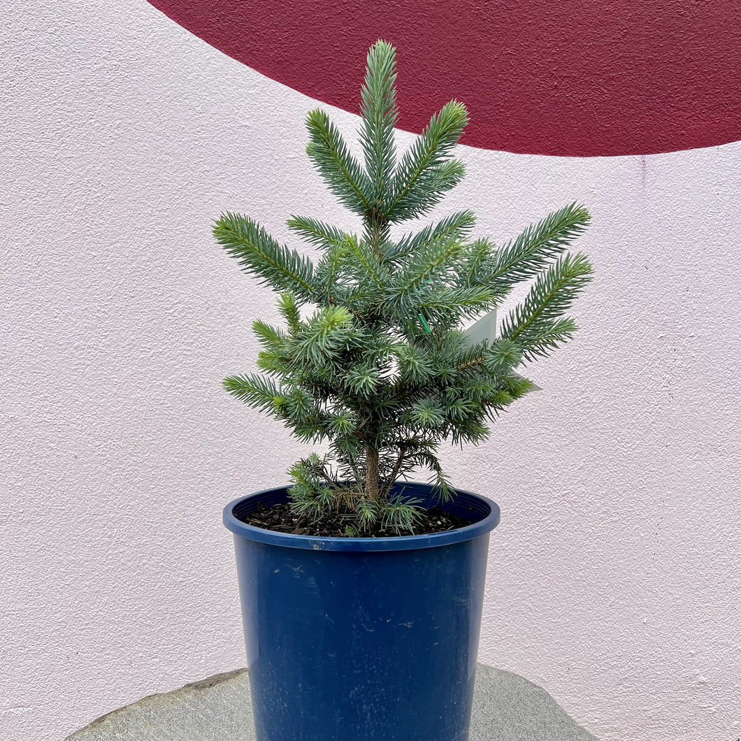 Picea pungens 'Blue Star'