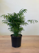 Load image into Gallery viewer, Chamaedorea elegans &#39;Parlour Palm&#39;
