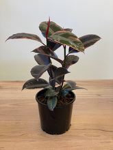 Load image into Gallery viewer, Ficus elastica &#39;Ruby&#39;
