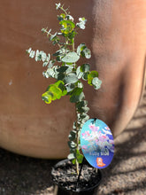 Load image into Gallery viewer, Eucalyptus pulverulenta &#39;Baby Blue&#39;

