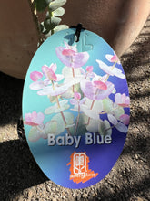 Load image into Gallery viewer, Eucalyptus pulverulenta &#39;Baby Blue&#39;
