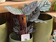 Load image into Gallery viewer, Calathea ornata &#39;Pinstripe Plant&#39;
