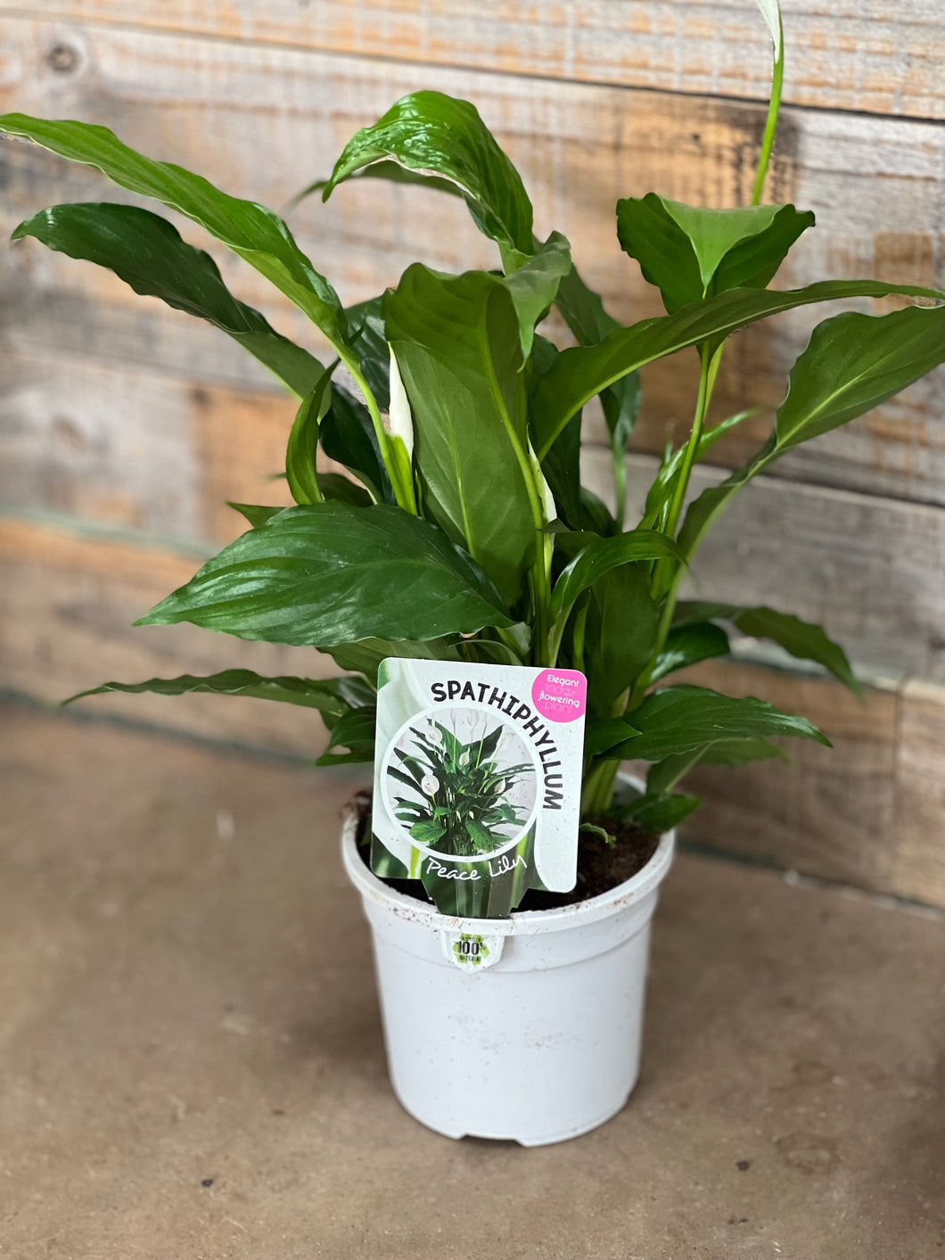 Spathiphyllum sp. Peace Lily