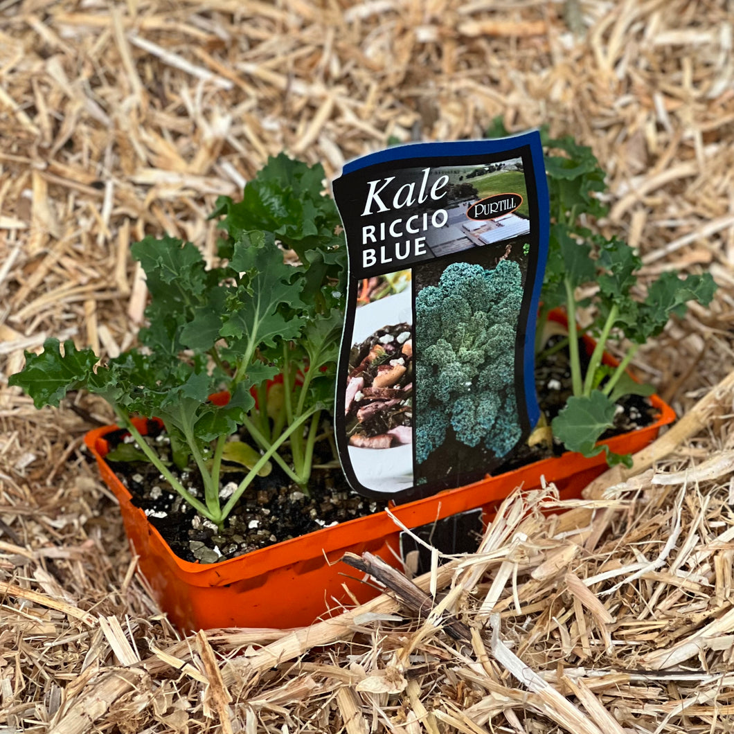 Kale 'Riccio Blue'