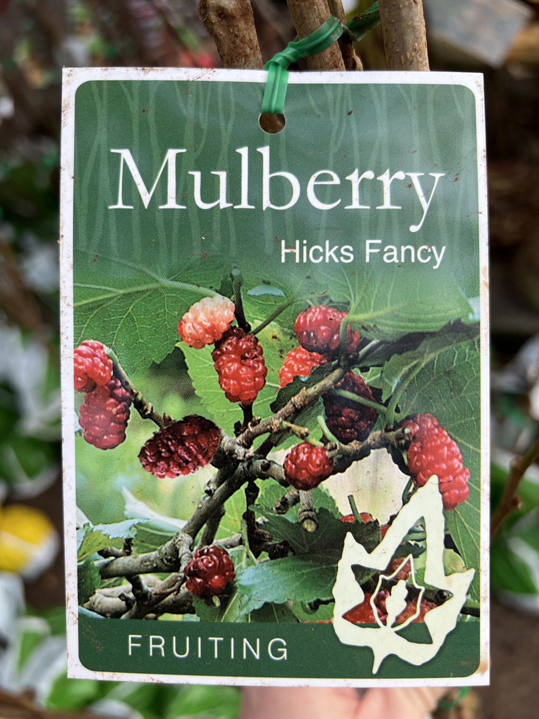 Mulberry 'Hicks Fancy'