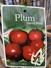 Load image into Gallery viewer, Plum &#39;Santa Rosa&#39;
