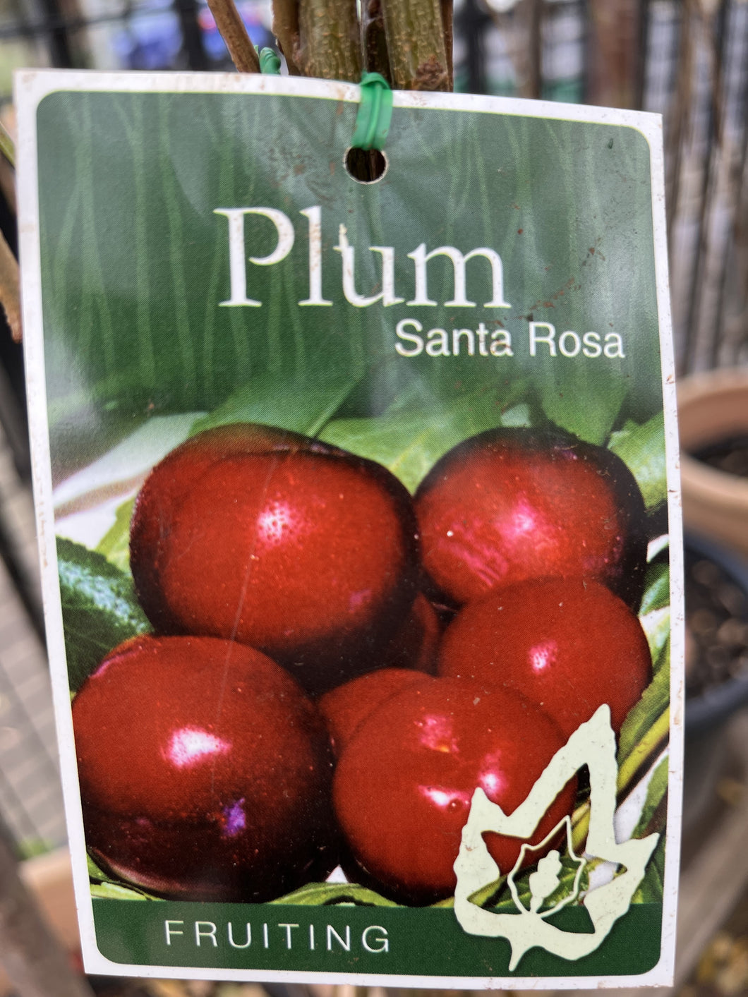 Plum 'Santa Rosa'