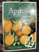 Load image into Gallery viewer, Apricot &#39;Moorpark&#39;
