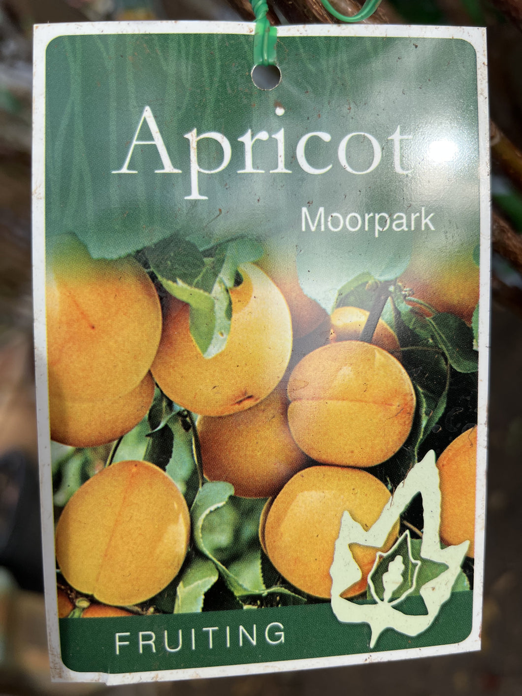 Apricot 'Moorpark'