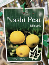 Load image into Gallery viewer, Pear Nashi &#39;Nijisseiki&#39;
