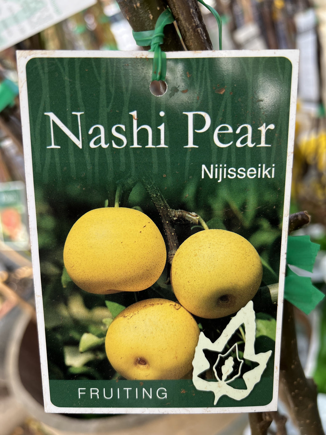 Pear Nashi 'Nijisseiki'