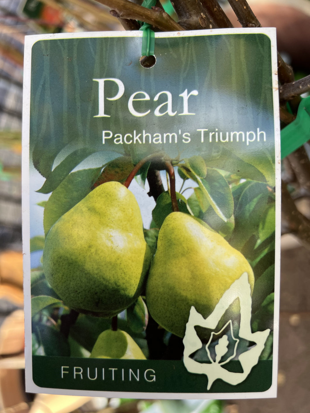 Pear 'Packham's Triumph'
