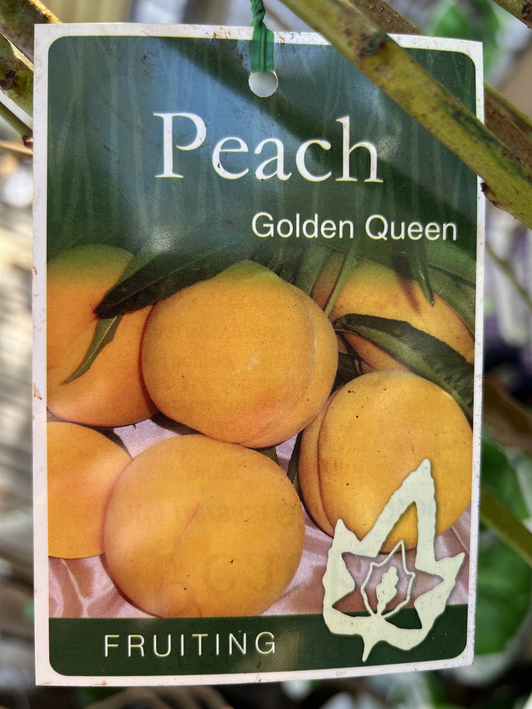Peach 'Golden Queen'