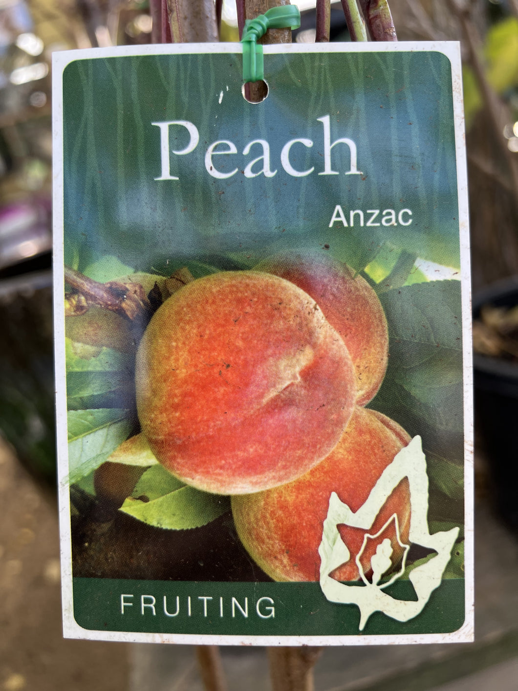 Peach 'Anzac'