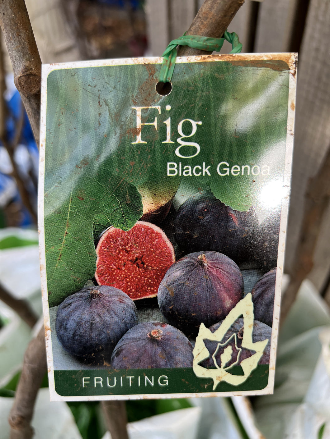 Fig 'Black Genoa'