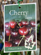 Load image into Gallery viewer, Cherry &#39;Lapins&#39;
