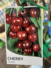 Load image into Gallery viewer, Cherry &#39;Stella&#39;
