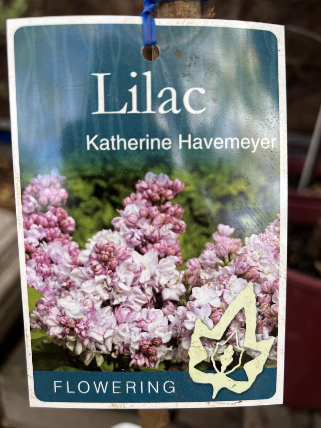 Syringa vulgaris 'Katherine Havemeyer' (Lilac)