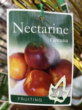 Load image into Gallery viewer, Nectarine &#39;Fantasia&#39;
