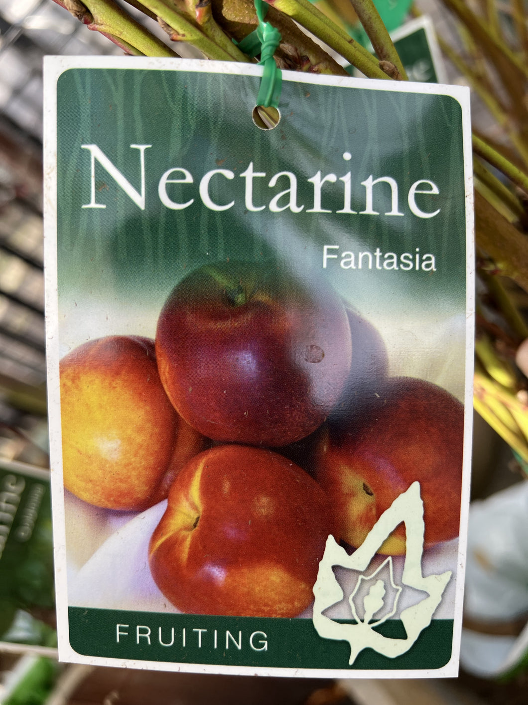 Nectarine 'Fantasia'