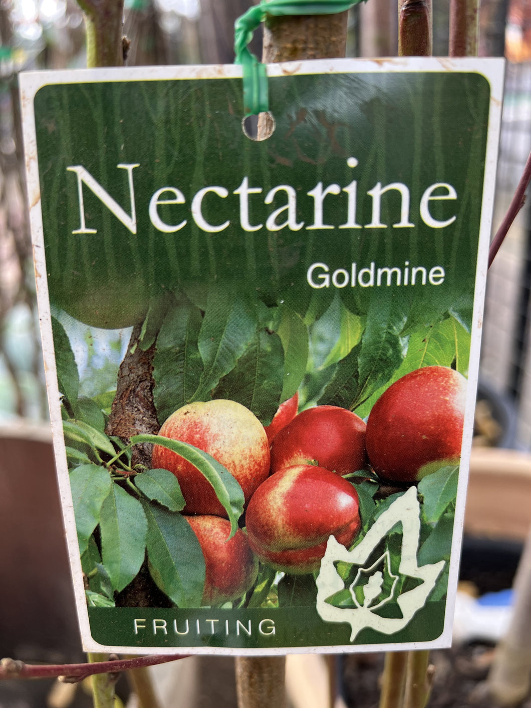 Nectarine 'Goldmine'