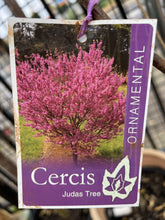 Load image into Gallery viewer, Cercis siliquastrum
