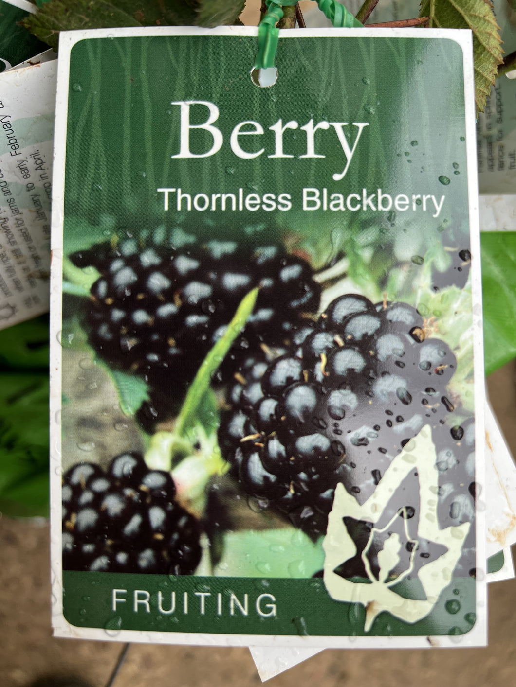 Blackberry - 'thornless'