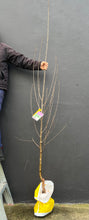 Load image into Gallery viewer, Betula pendula &#39;Dalecarlica&#39;
