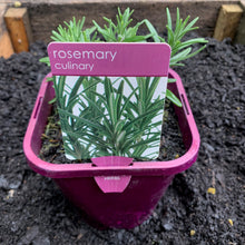 Load image into Gallery viewer, Rosemary
