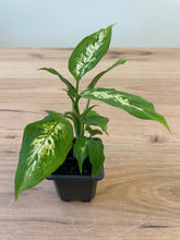 Load image into Gallery viewer, Dieffenbachia compacta
