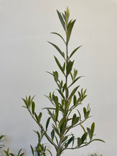 Load image into Gallery viewer, Olea spp &#39;Garden Harvest&#39; Dwarf Olive
