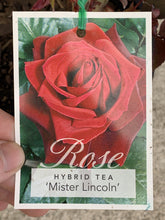 Load image into Gallery viewer, Rose - Hybrid Tea &#39;Mister Lincoln&#39;
