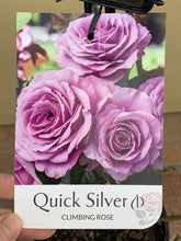 Load image into Gallery viewer, Rose - Climbing &#39;Quick Silver&#39;
