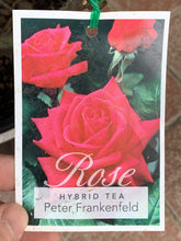 Load image into Gallery viewer, Rose - Hybrid Tea &#39;Peter Frankenfeld&#39;
